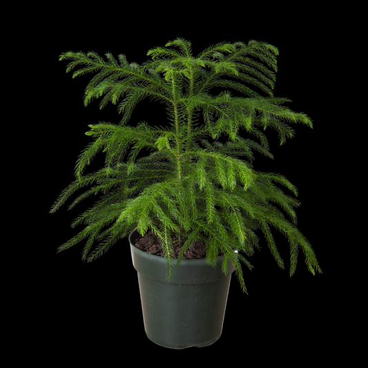 Norfolk 'Island Pine'