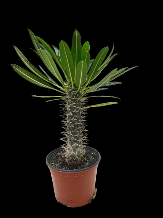 Pachypodium 'lamerei' (Madagascar Palm)