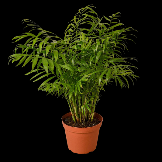 Parlor Palm