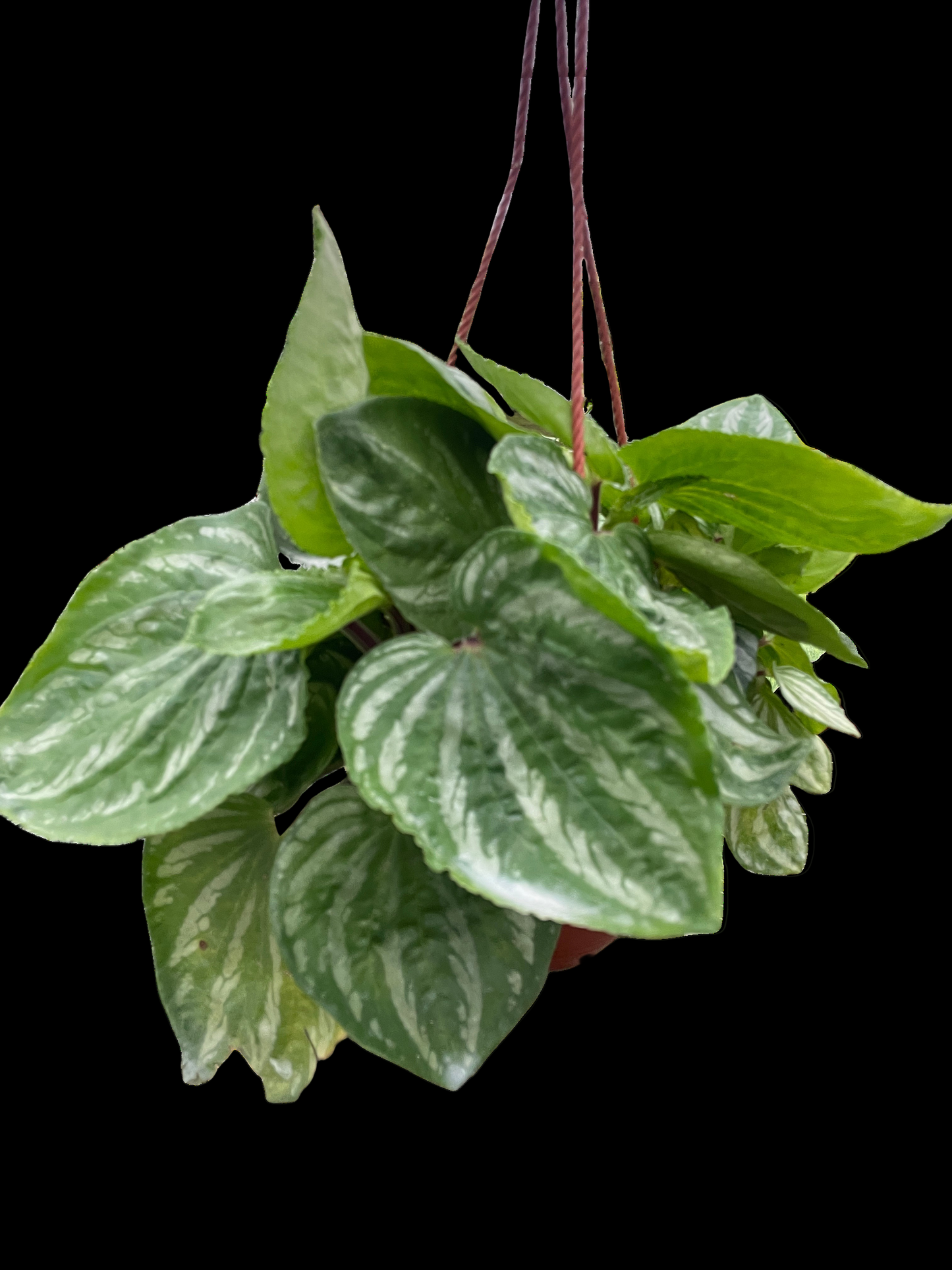 Peperomia Ecuador