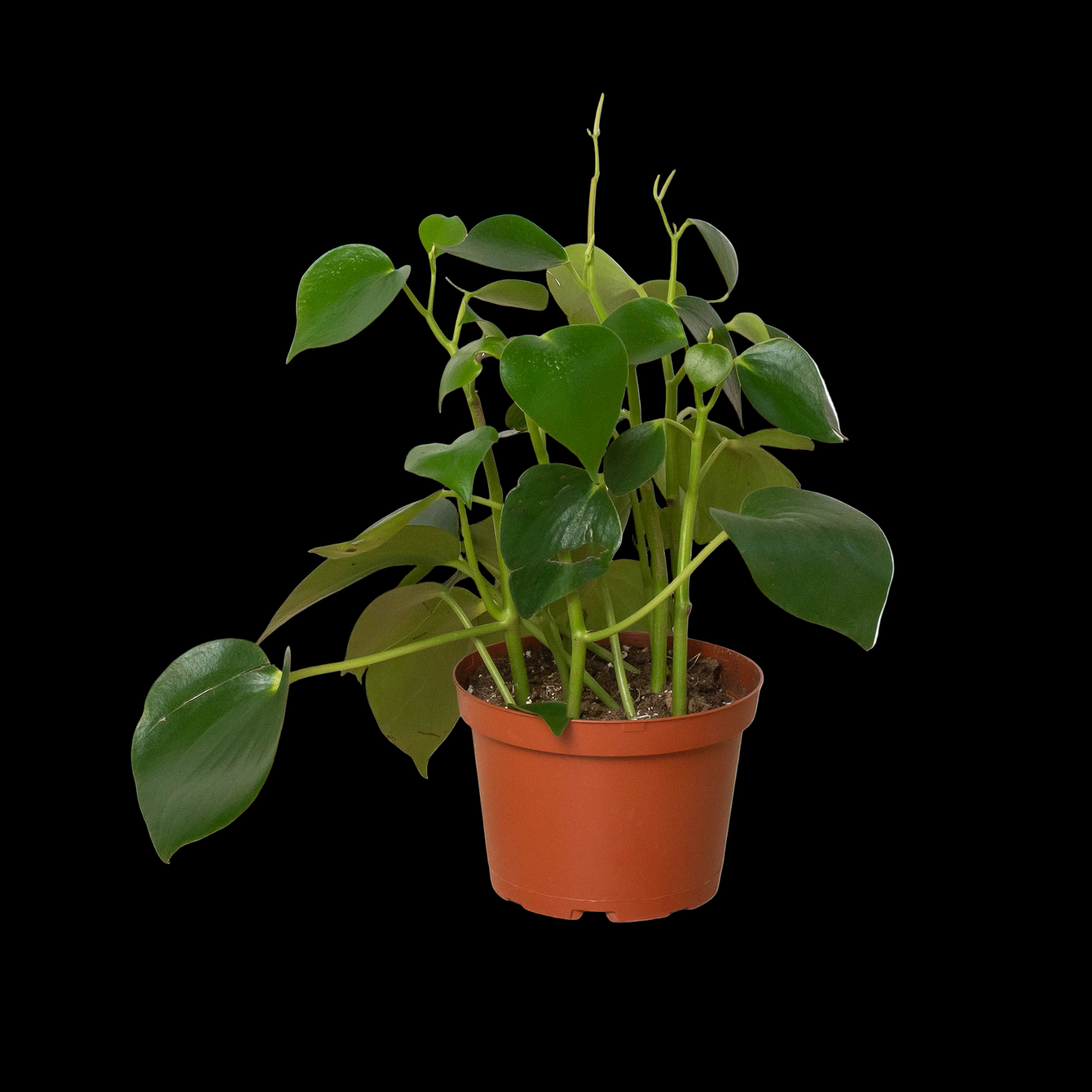 Peperomia 'Raindrop'