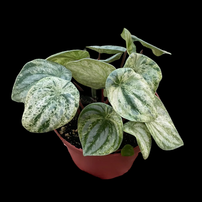 Peperomia 'Watermelon Variegated'