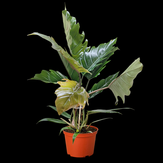 Philodendron Choco Empress