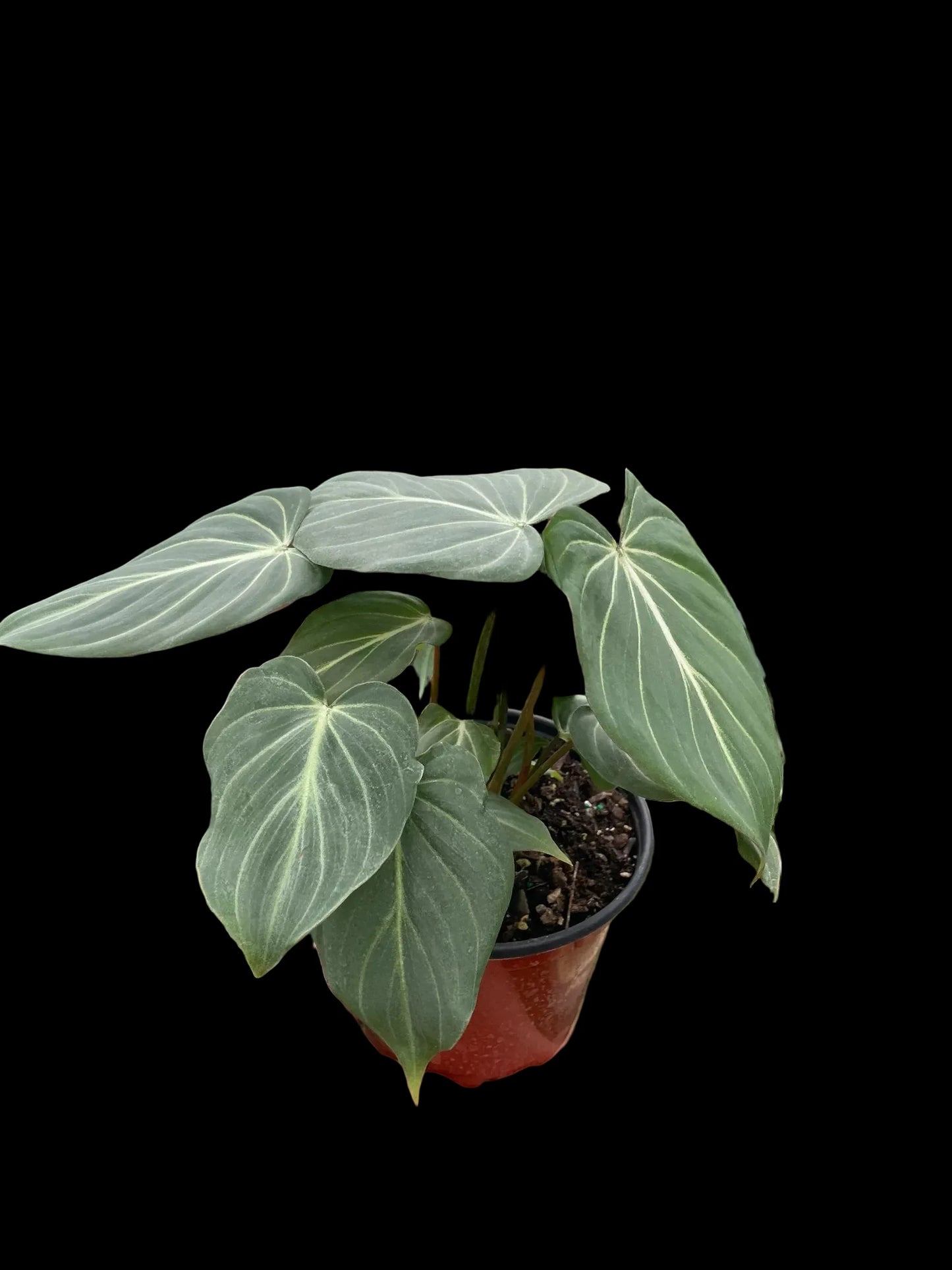 Philodendron Gloriosum