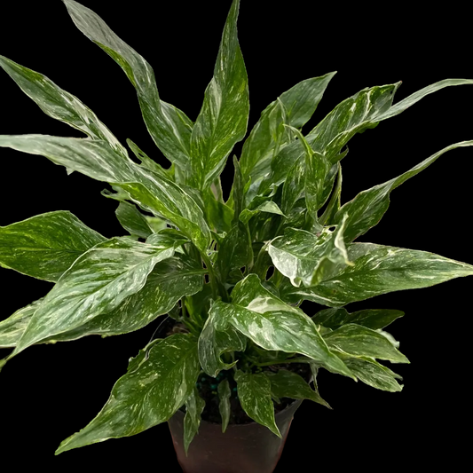 Variegated Spathiphyllum 'Domino'