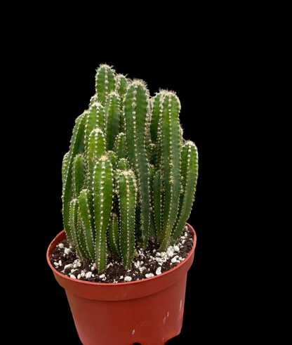Fairy Castle Cactus