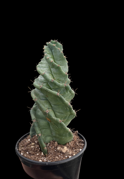 Cereus forbesii 'Spiralis'