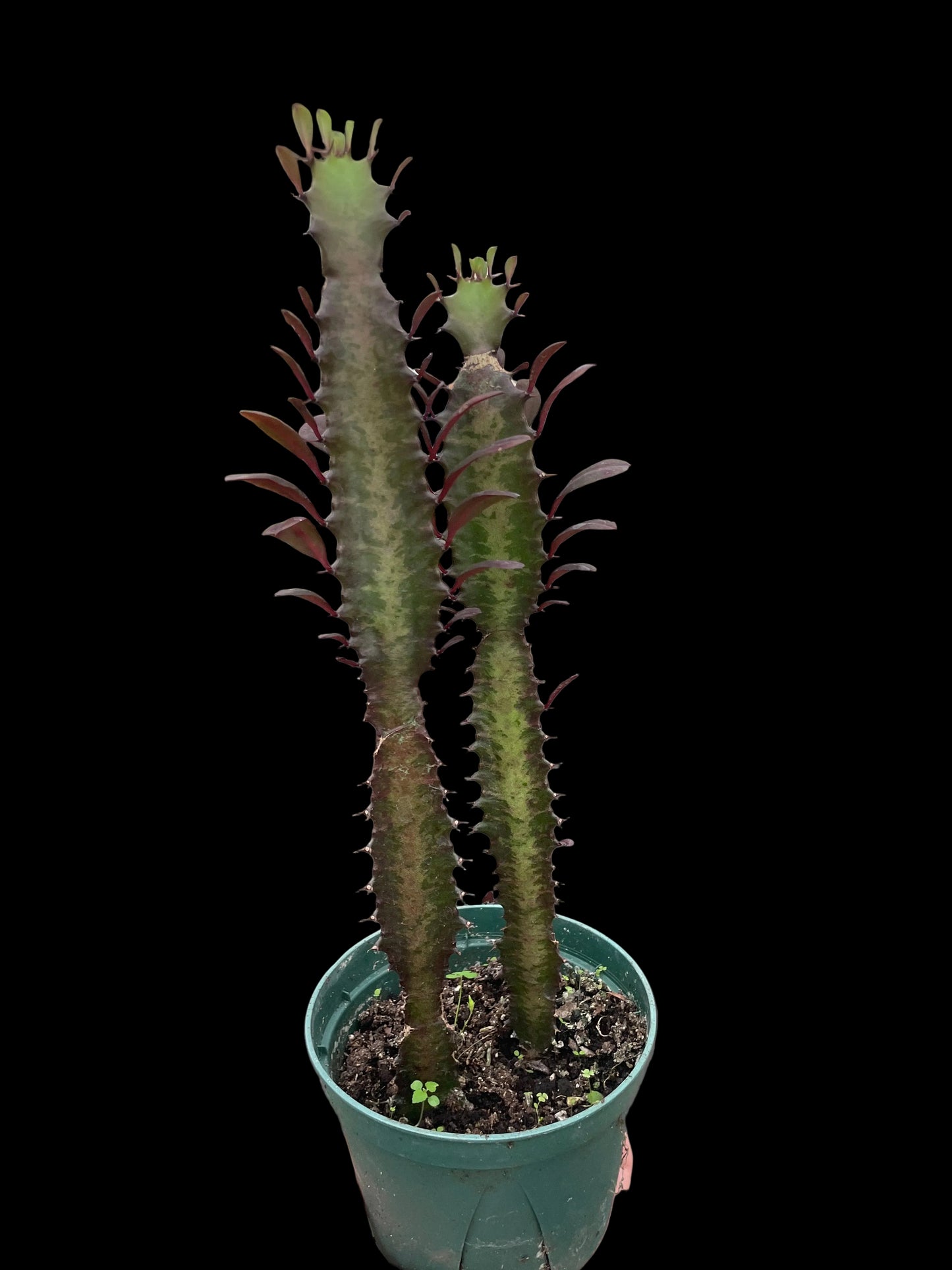 Succulent Euphorbia 'Trigona Rubra'