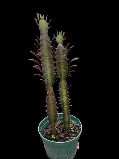Succulent Euphorbia 'Trigona Rubra'