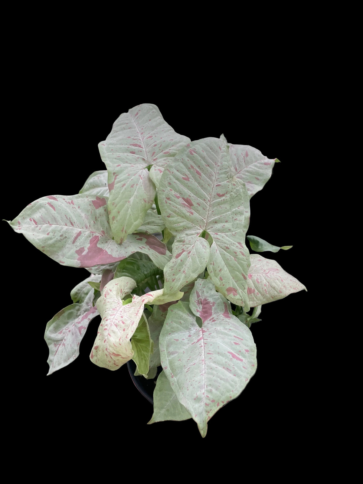 Syngonium 'Milk Confetti'