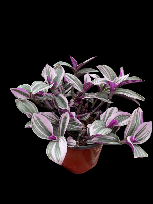 Tradescantia 'Nanouk'