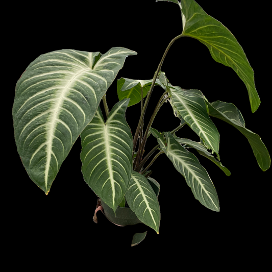 Xanthosoma 'Lendenii'