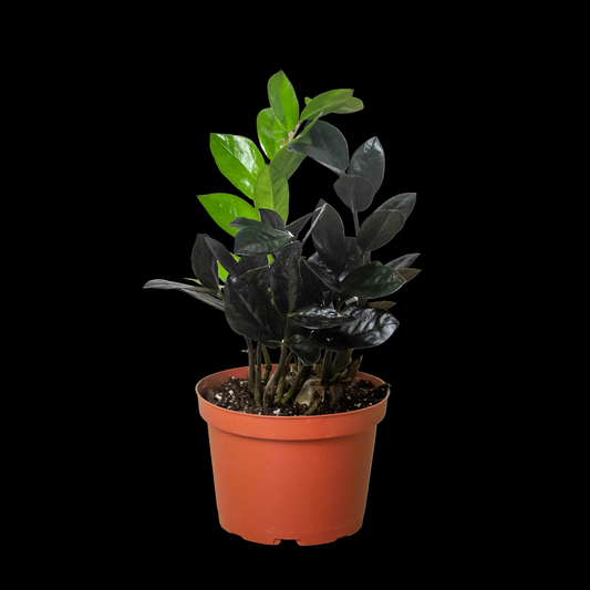 ZZ Zamioculcas 'Black Queen'
