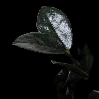 ZZ Zamioculcas 'Black Queen'
