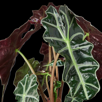 Alocasia Polly 'African Mask'