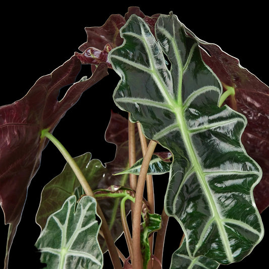 Alocasia Polly 'African Mask' - 6" Pot - NURSERY POT ONLY