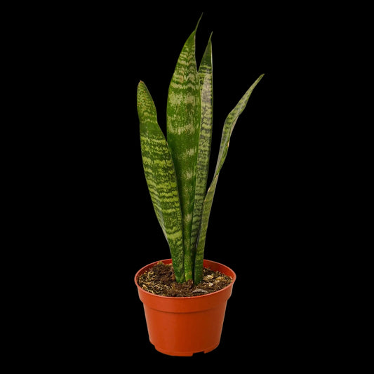 Snake Plant 'Zeylanica'