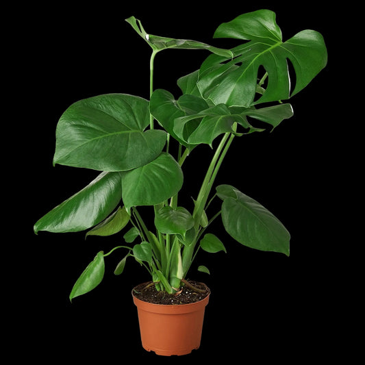 Philodendron Monstera Split-Leaf - 6" Pot - NURSERY POT ONLY