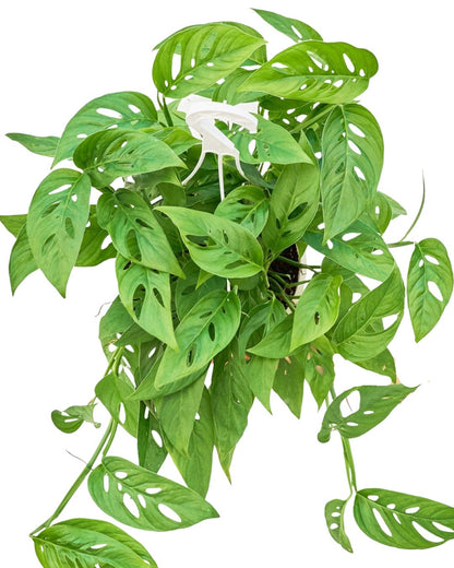 Swiss Cheese Vine, Large