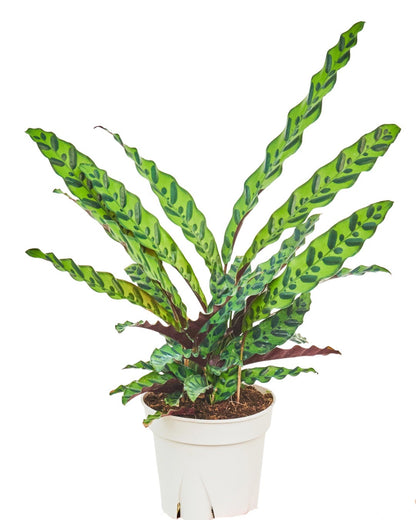 Calathea 'Rattlesnake', Large