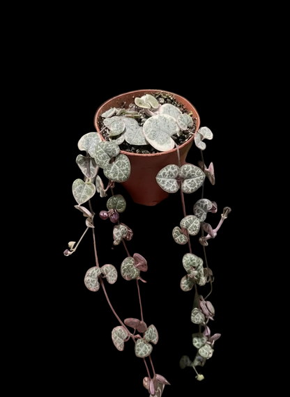 Succulent 'String of Hearts'