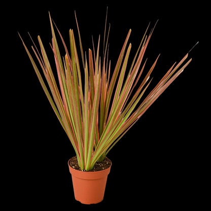 Dracaena 'Colorama'