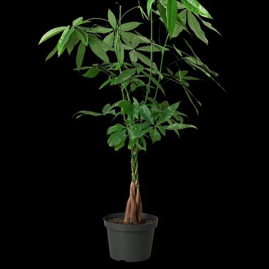 Money Tree 'Guiana Chestnut' Pachira Braid
