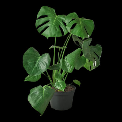 Philodendron Monstera Split-Leaf