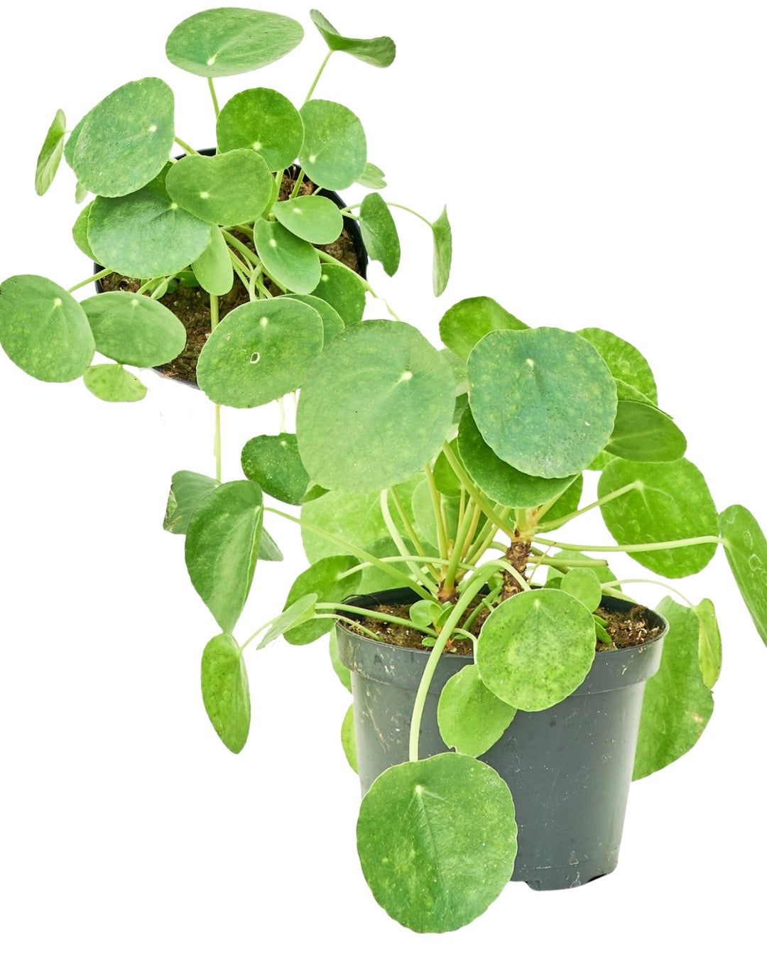 Chinese Money Plant, Medium