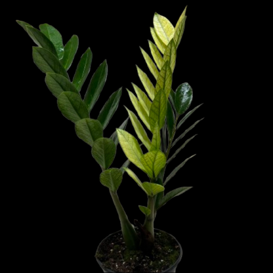Zamioculcas 'Chameleon'