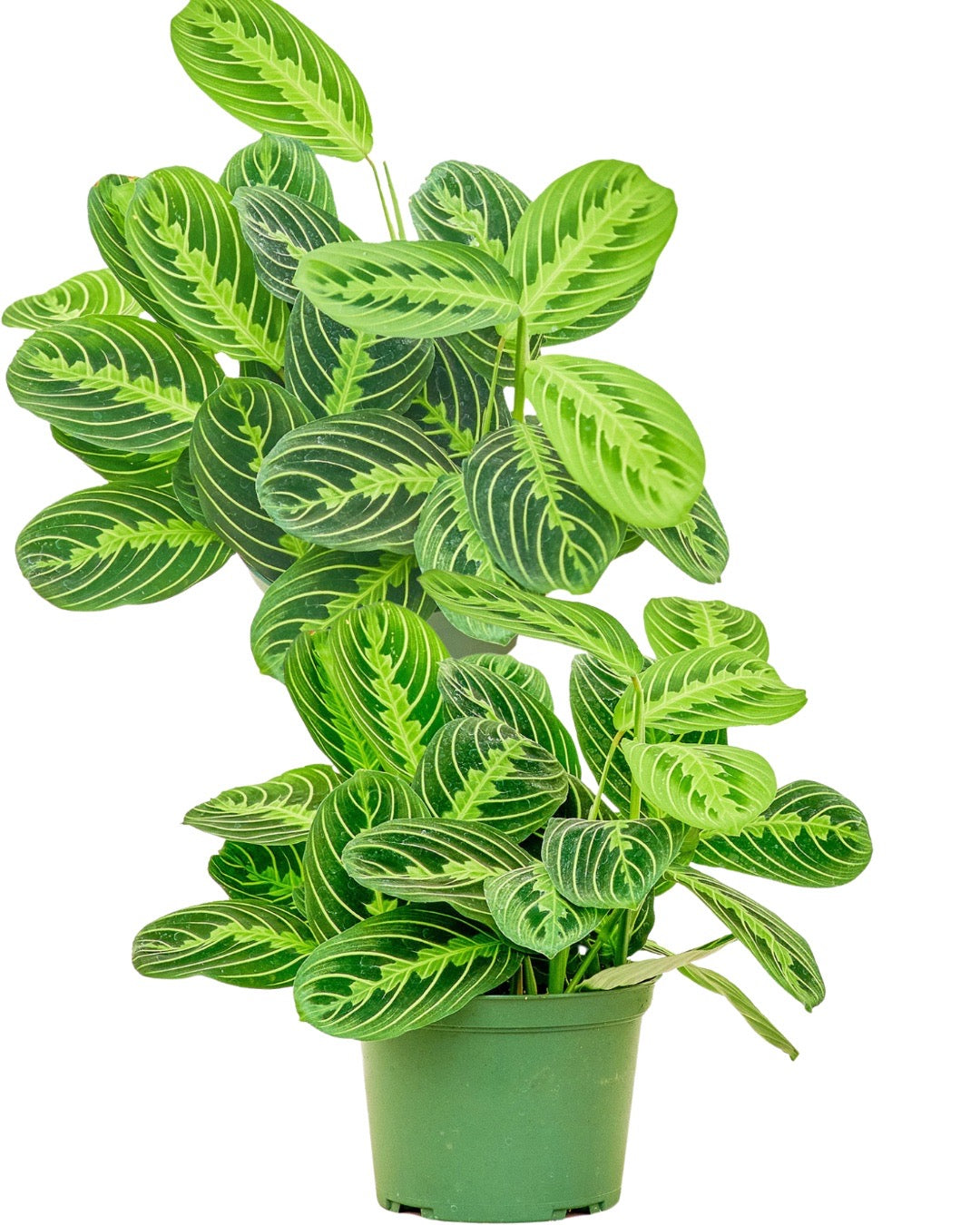 Prayer Plant 'Beauty Kim', Medium