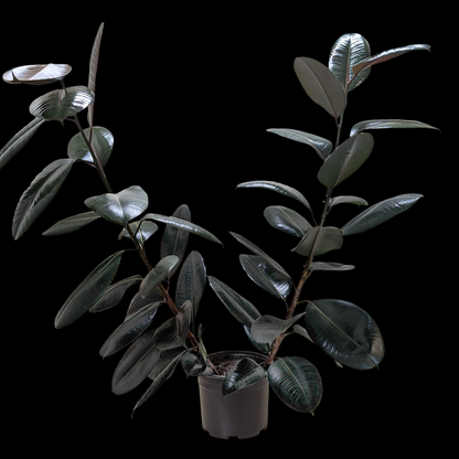 Ficus Elastica 'Burgundy'