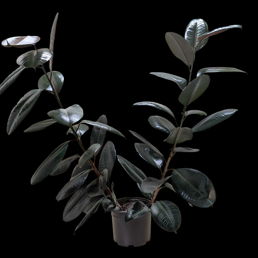 Ficus Elastica 'Burgundy'