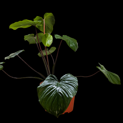 Homalomena 'Emerald Gem'
