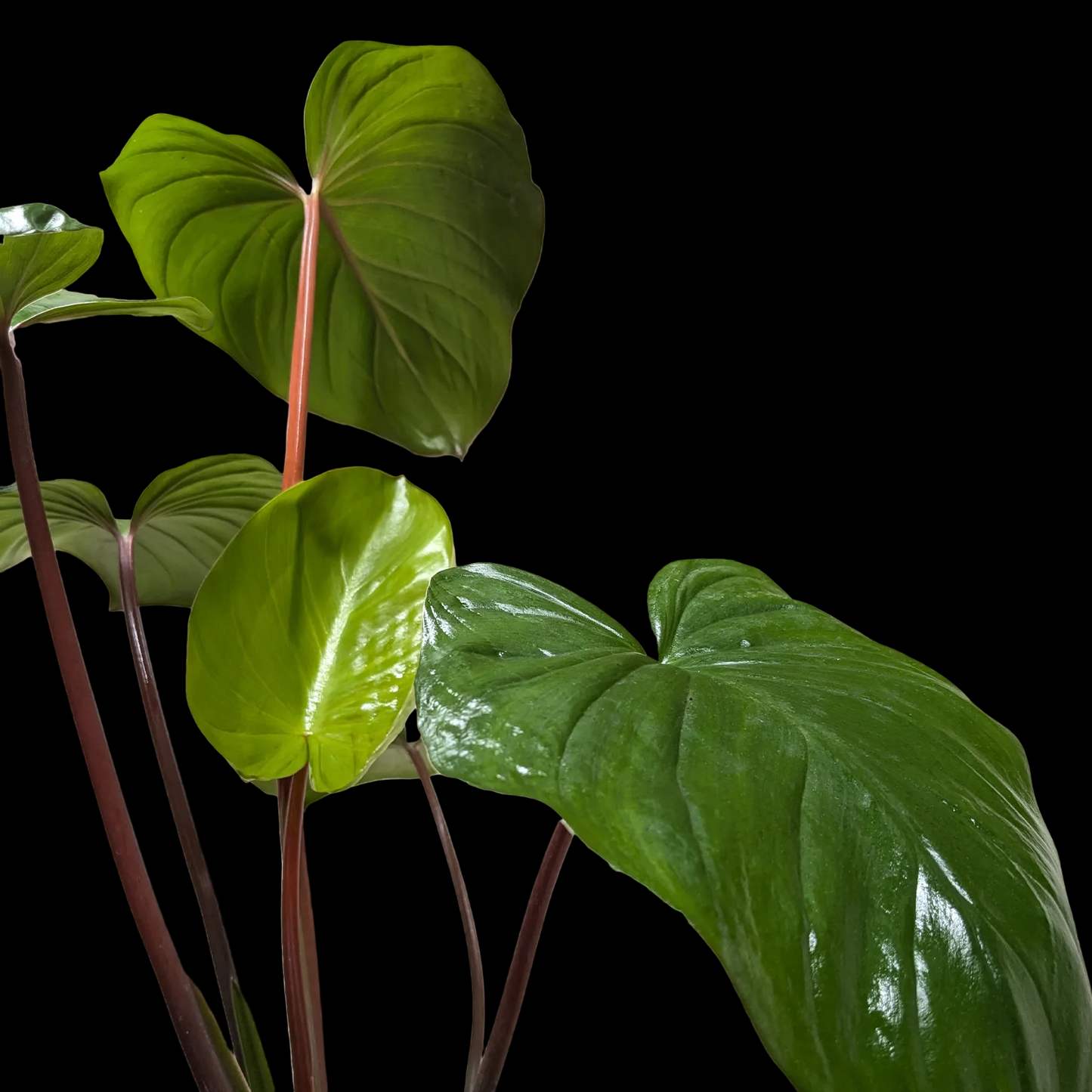 Homalomena 'Emerald Gem'