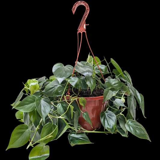 Philodendron Cordatum Heartleaf