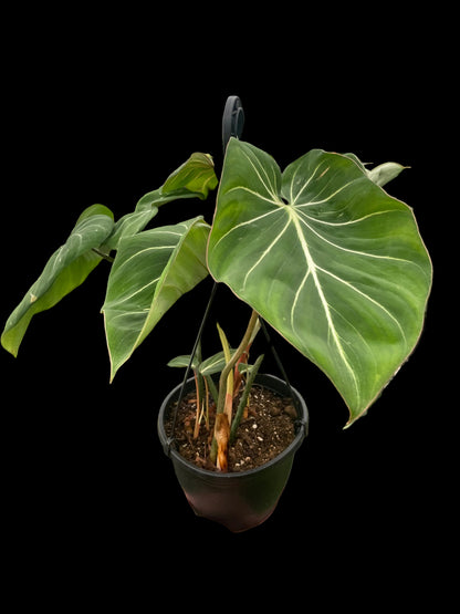 Philodendron Gloriosum