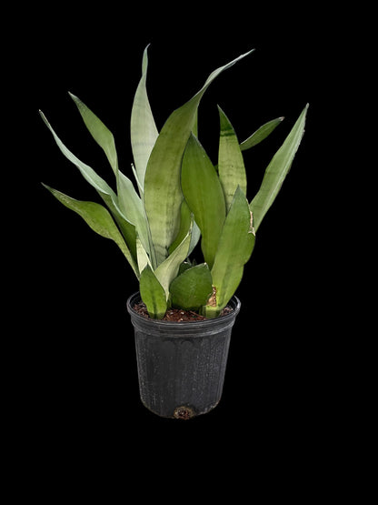 Snake Plant 'Moonshine'