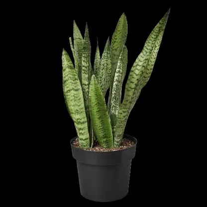 Snake Plant 'Zeylanica'