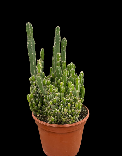 Fairy Castle Cactus