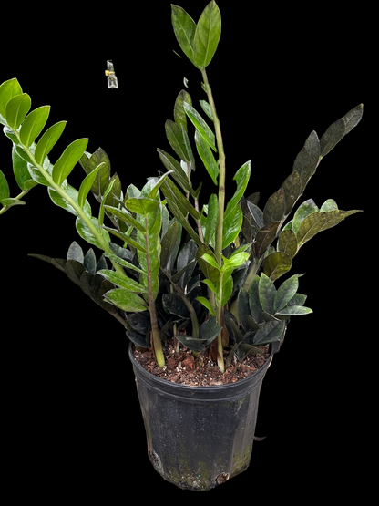 ZZ Zamioculcas 'Black Queen'