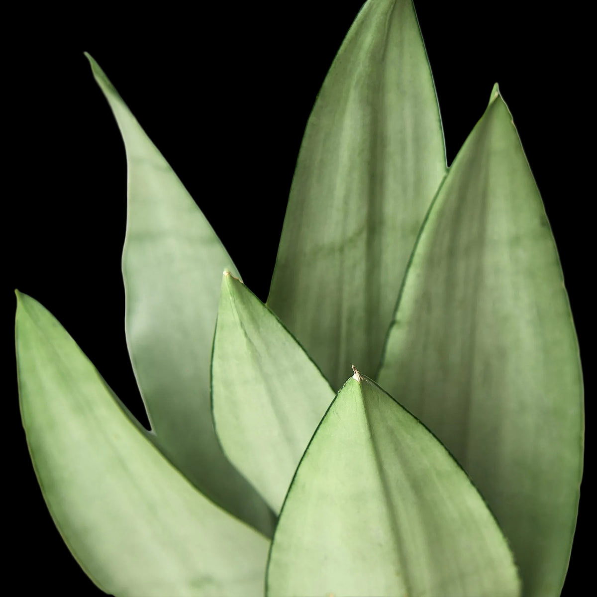 Snake Plant 'Moonshine'
