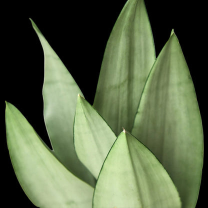 Snake Plant 'Moonshine'