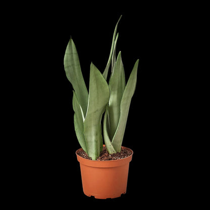 Snake Plant 'Moonshine'