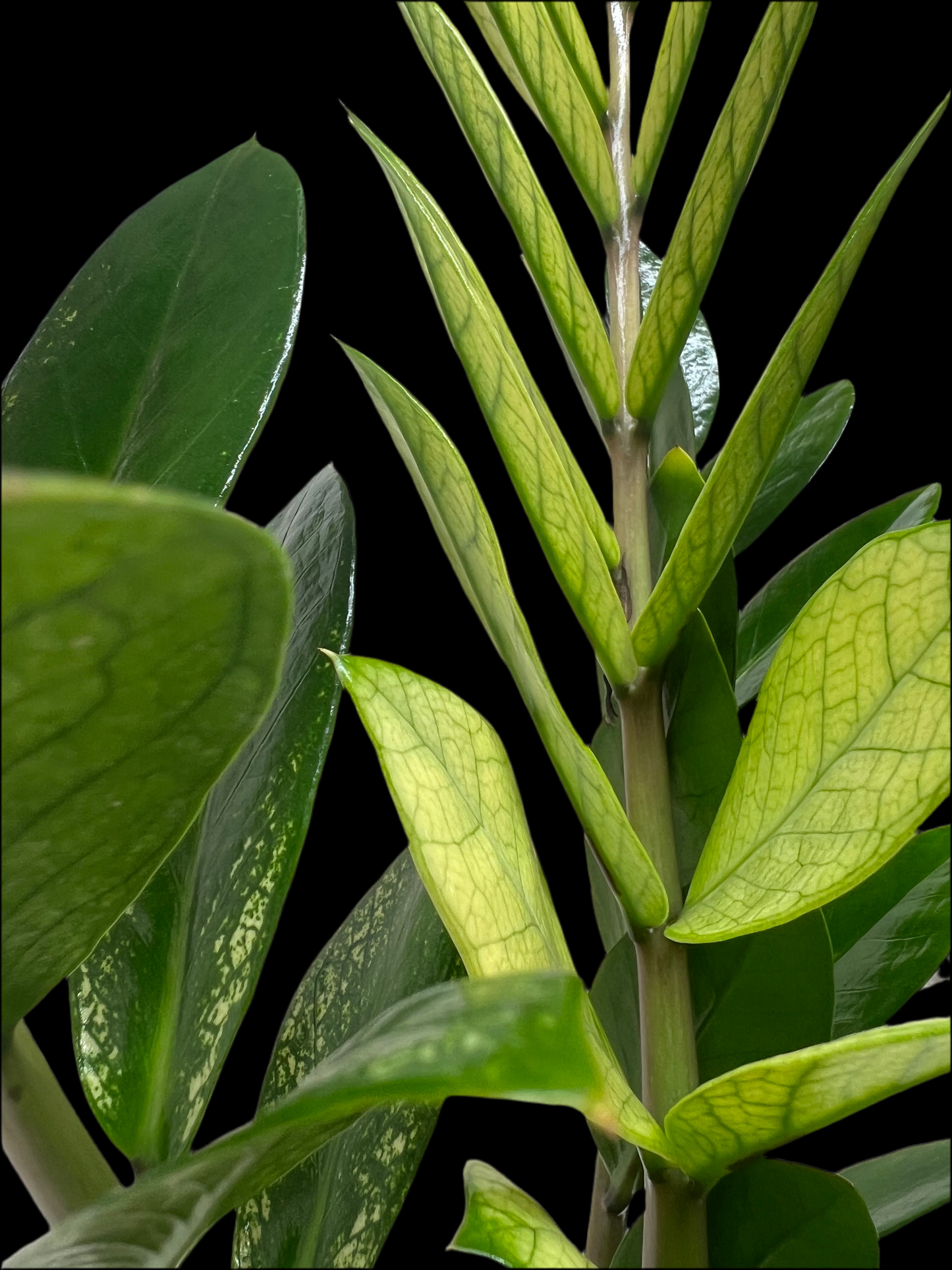 Zamioculcas 'Chameleon'