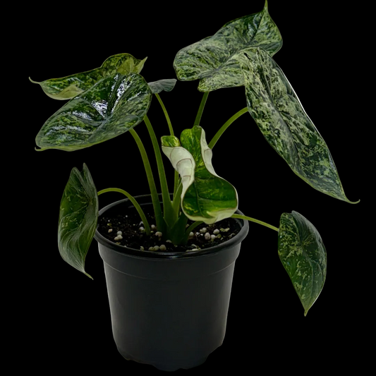 Alocasia 'Dragon Scale Mint'