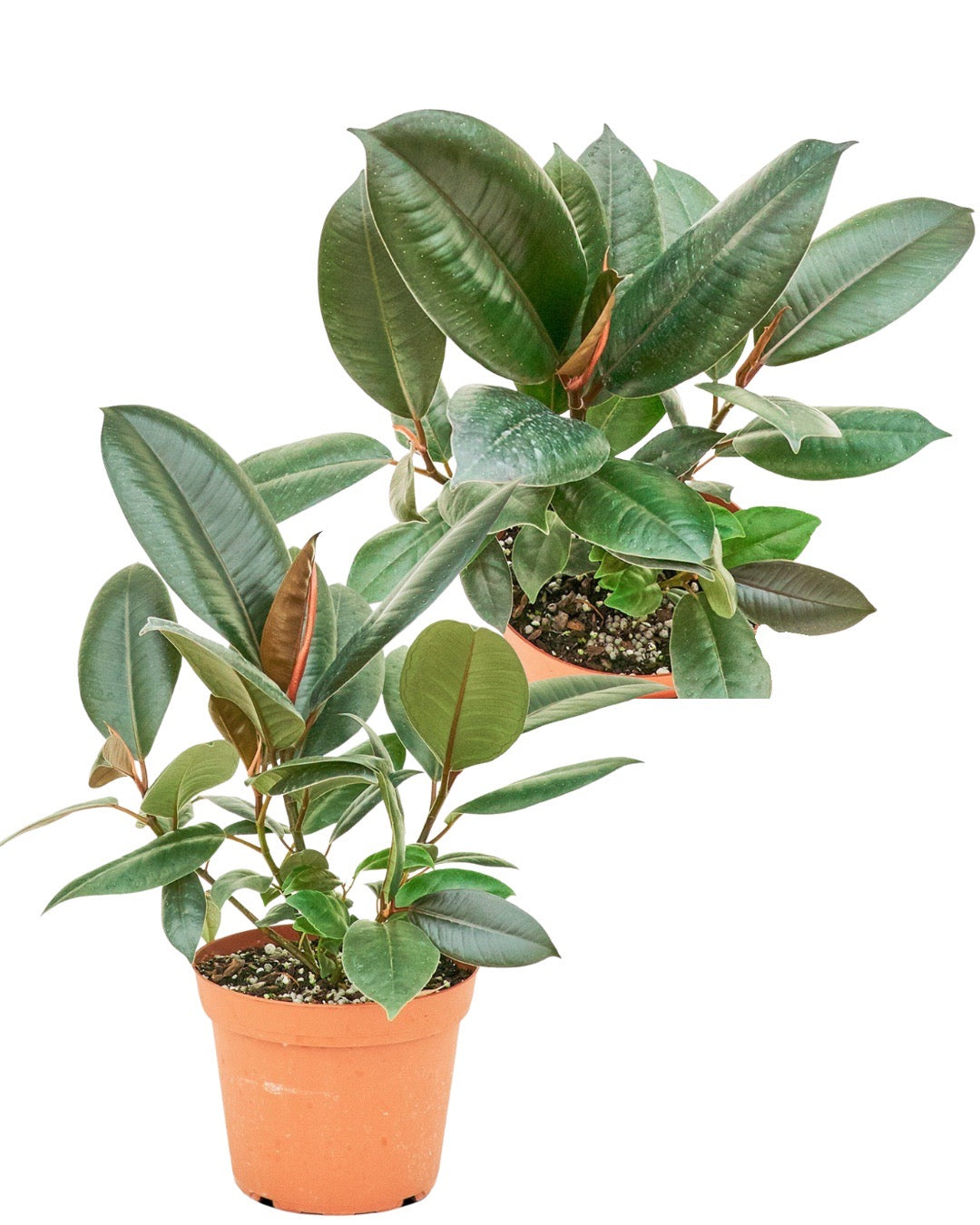 Rubber Tree 'Burgundy', Medium