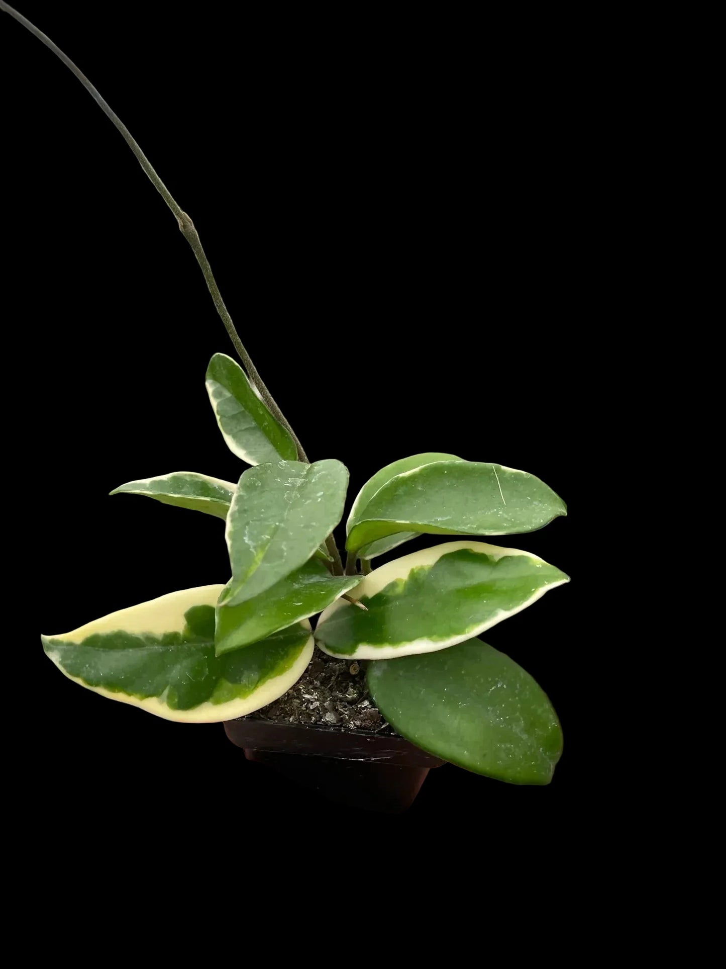 Hoya Carnosa 'Tricolor'