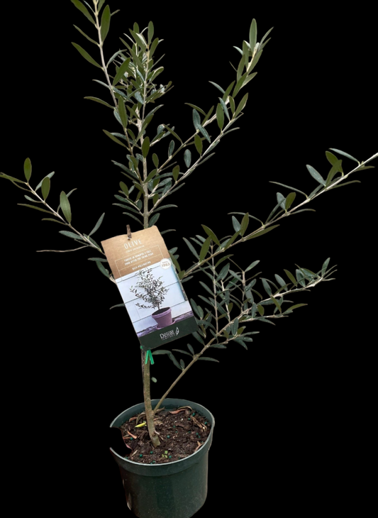 Common Olive Tree (Olea europaea)