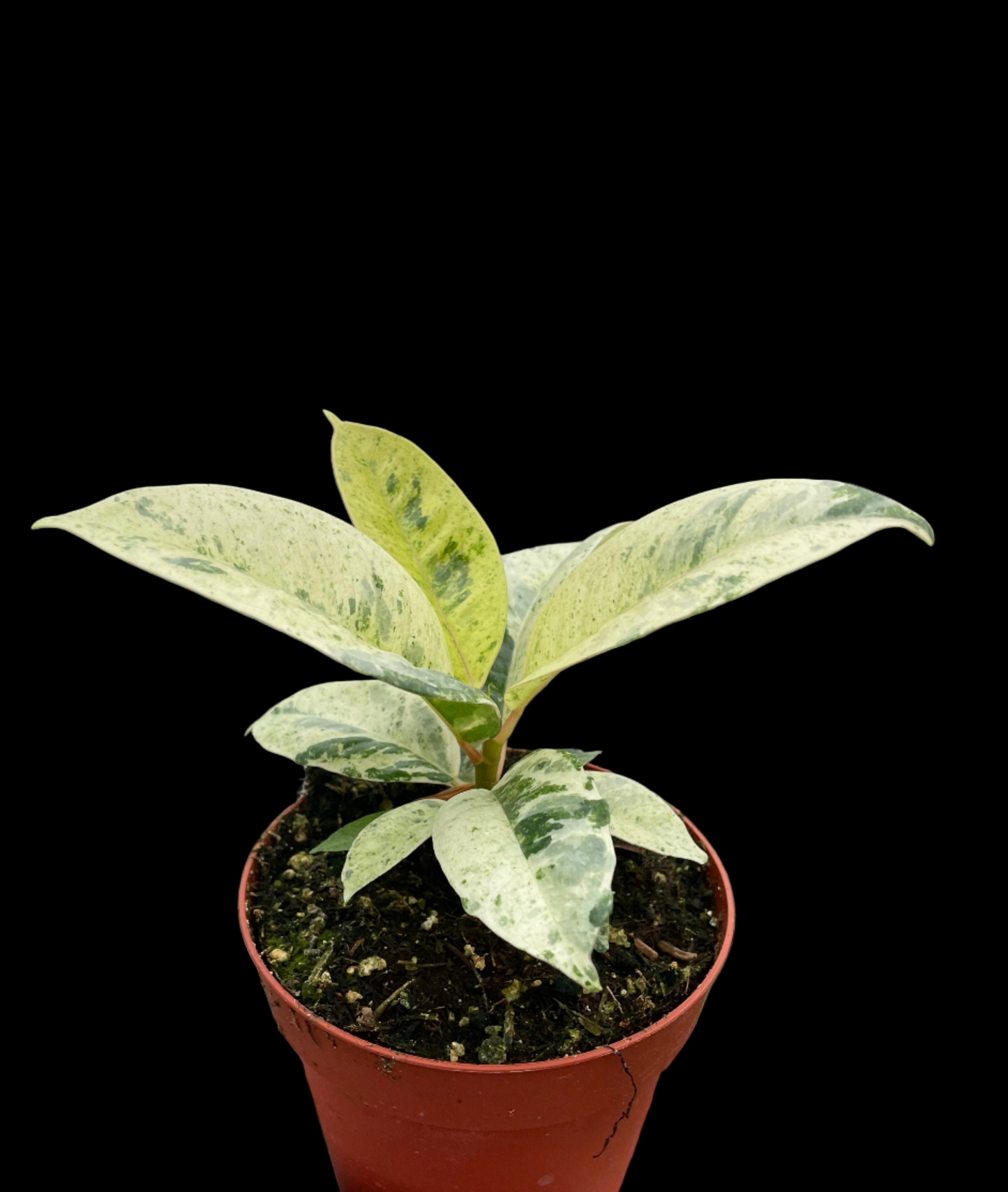 Ficus 'shivereana' (Moonshine)